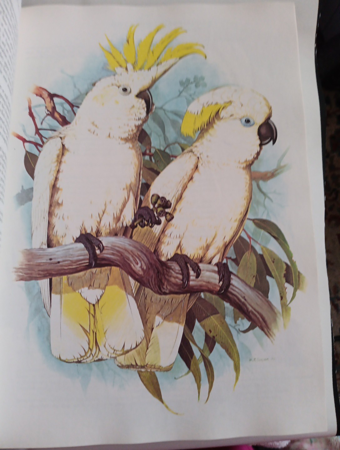 PARROTS OF THE WORLD by Joseph M.Forshaw (1978, HARDCOVER, 2ND Edition)