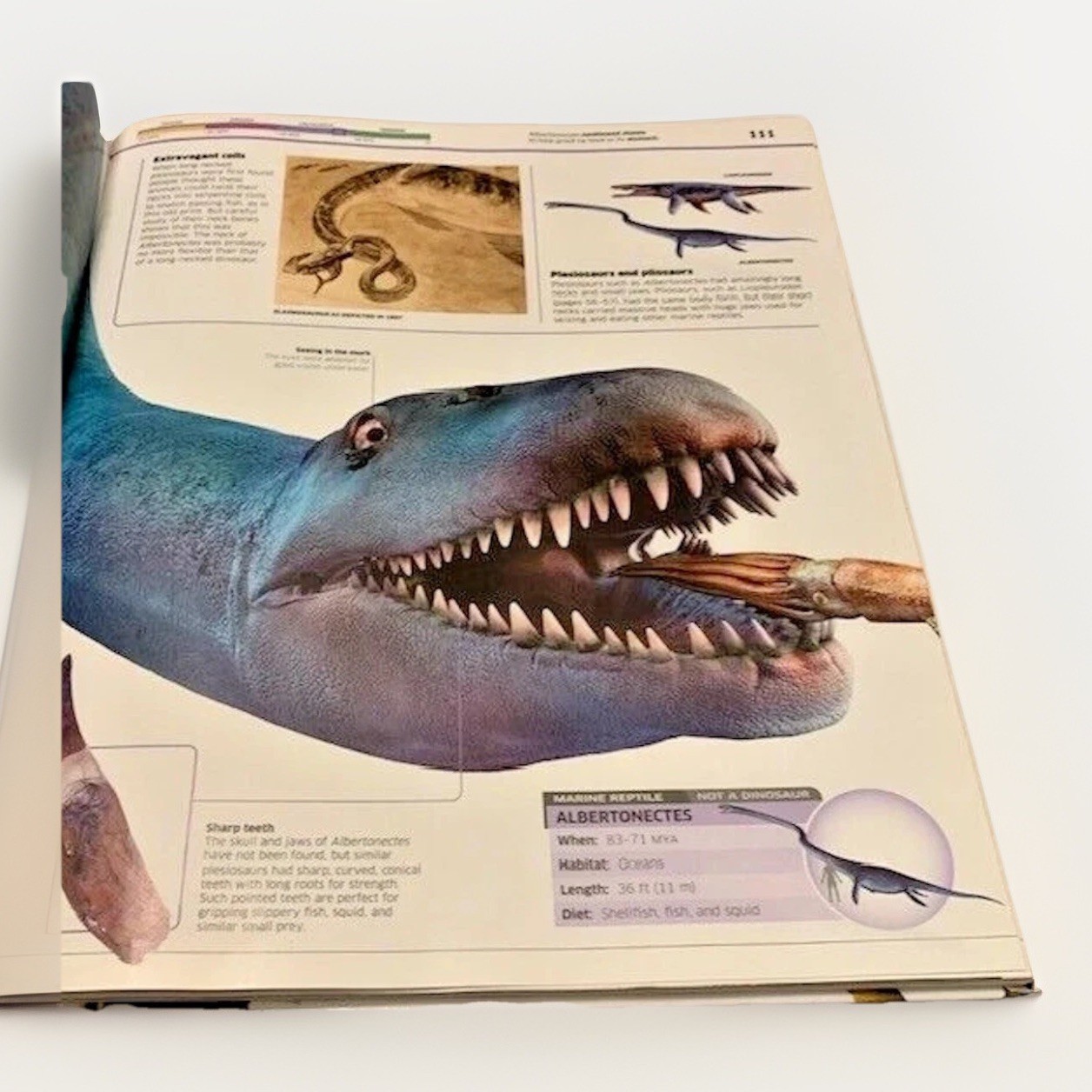 Dinosaurs Book Prehistoric Creatures 1st Ed Table Room Decor Staging Illustrated