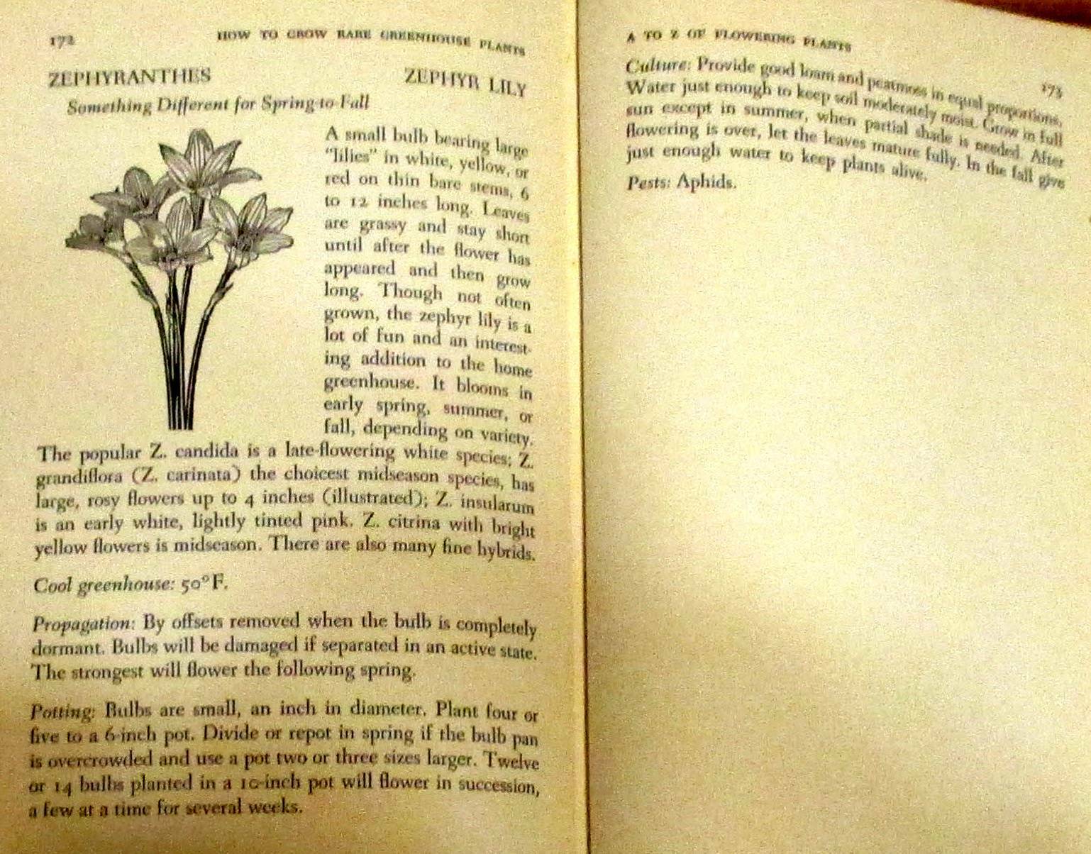 How To Grow Rare Greenhouse Plants 1952 First Printing H/C 182 Pages