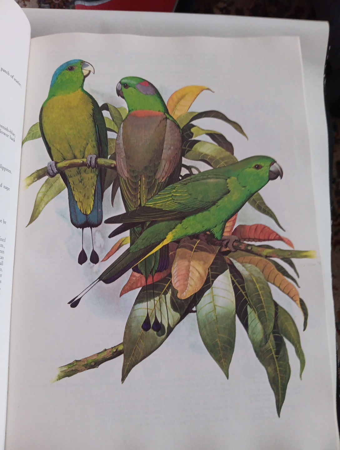 PARROTS OF THE WORLD by Joseph M.Forshaw (1978, HARDCOVER, 2ND Edition)
