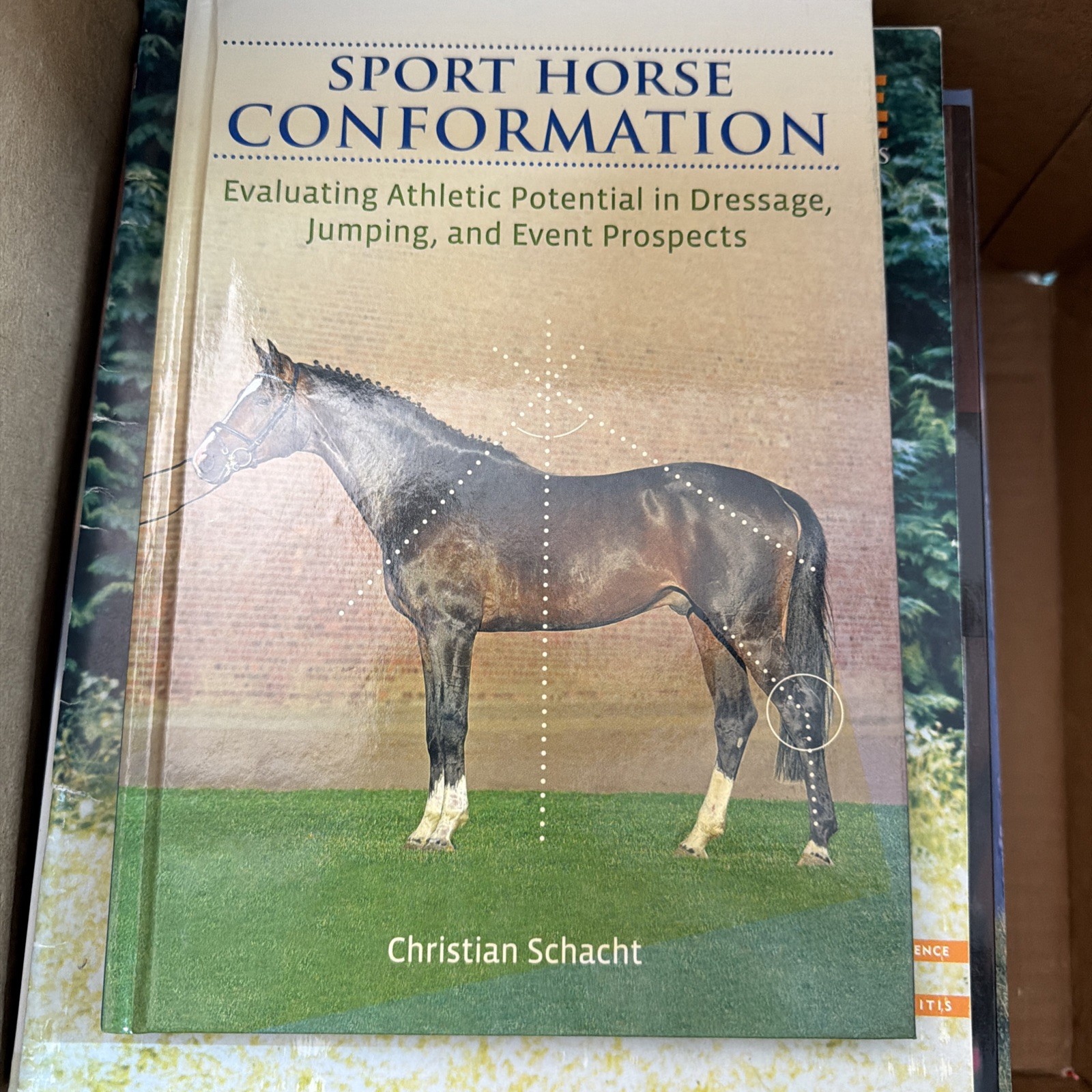 Sport Horse Conformation: Evaluating Athletic Potential in Dressage, Jumping and