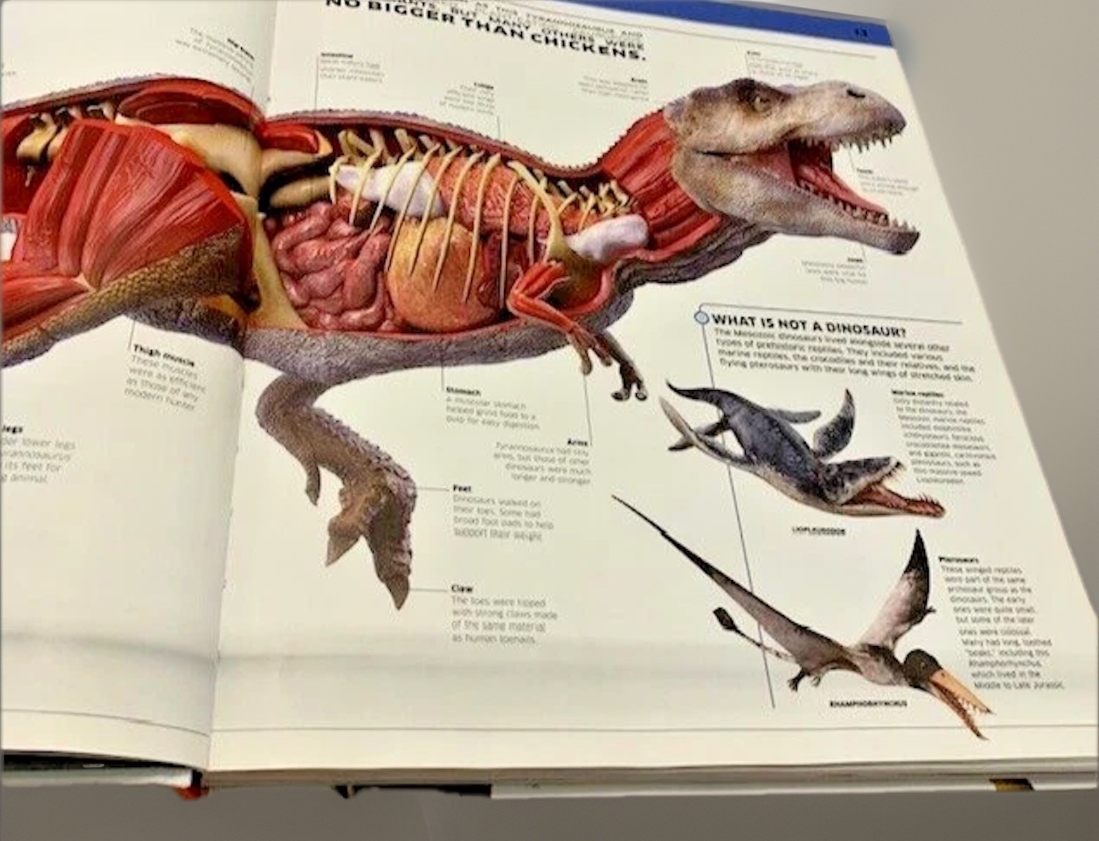 Dinosaurs Book Prehistoric Creatures 1st Ed Table Room Decor Staging Illustrated