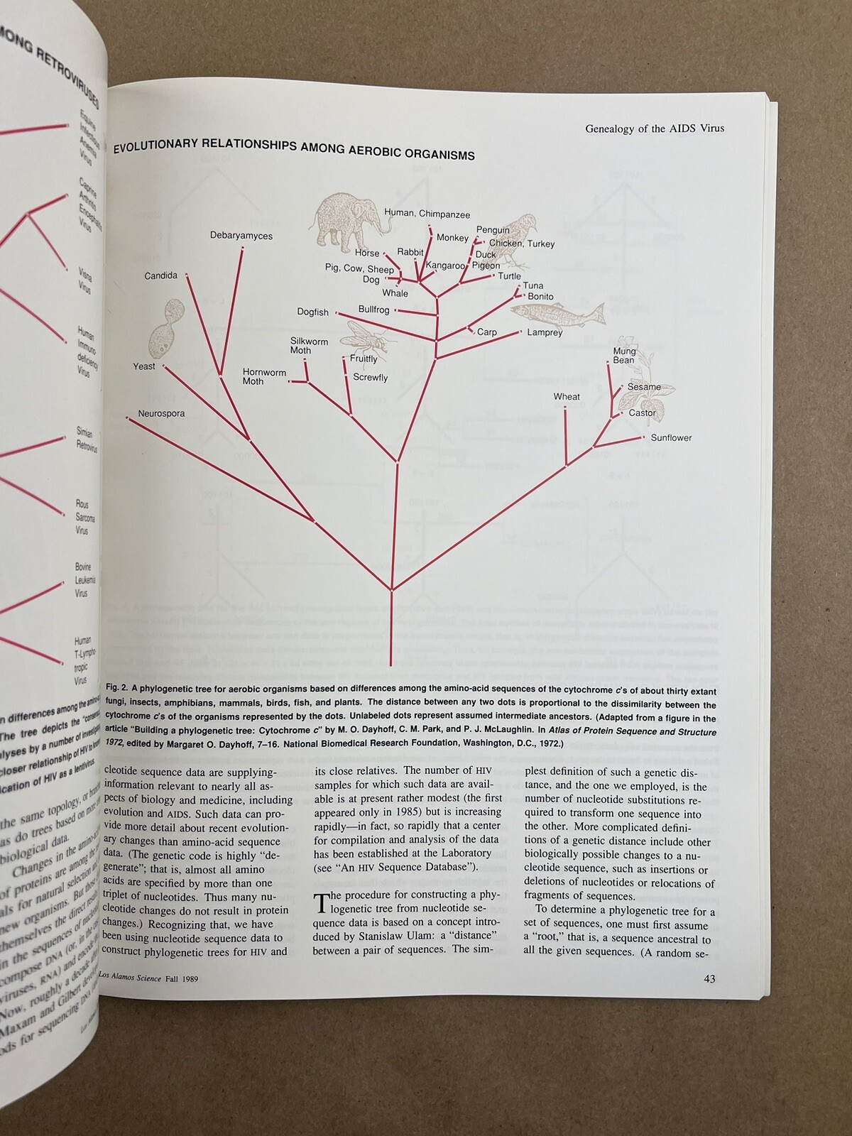 Los Alamos Science: Issue 18, 1989, National Laboratory, AIDS Research, Physics